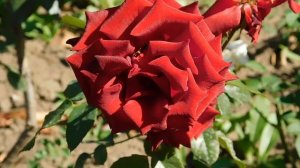 22==09==2025  ПВН  КМР   (194)