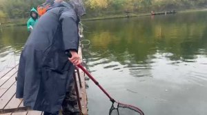Форель с переходного