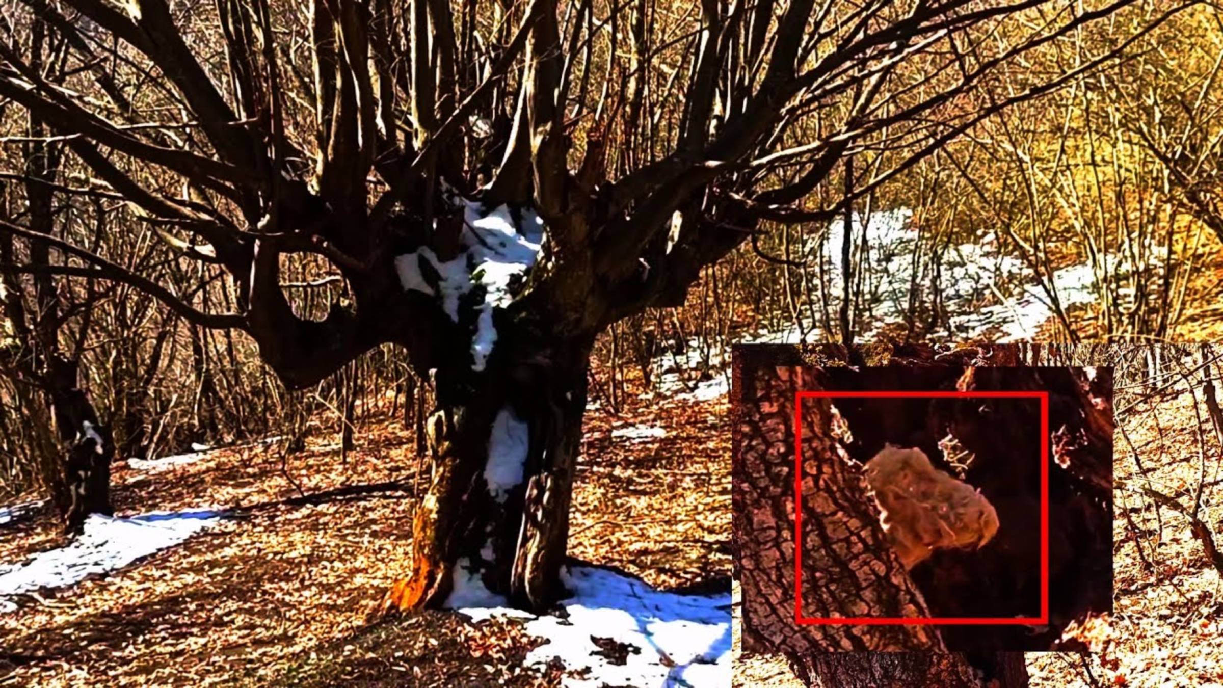 Мифические существа в лесах и турист случайно снял на камеру криптида смотреть онлайн