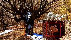 Мифические существа в лесах и турист случайно снял на камеру криптида