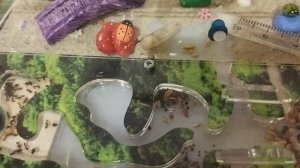 бригада на 5 лайков