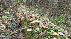 Сбор Осенних Опят