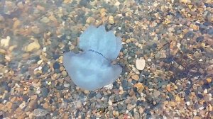 Гигантский медуз