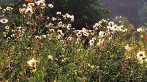 _ОСЕНЬ!_... (Фото Игоря БАРАНОВА (Рязань), музыка Сергея ГРИЩУКА (Луганск))