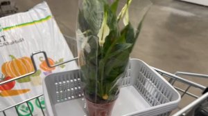 Поехали в Ашан за землей, но конечно только землей не обошлись.