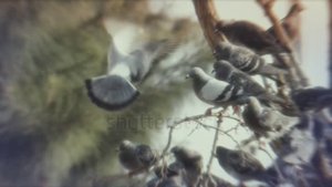 Евгений Кемеровский ( Ностальгия )