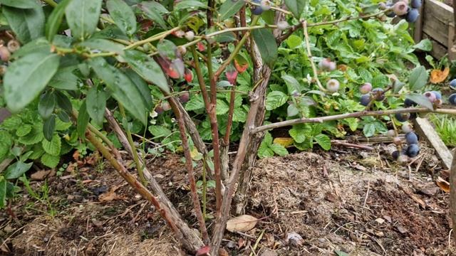 Сорт Джерси - поздний сорт весь вызревает у нас в Подмосковье смотреть онлайн