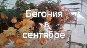Бегония в сентябре / готовимся к холодам/черенкую