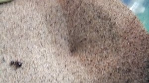 мой лев львумба продолжение