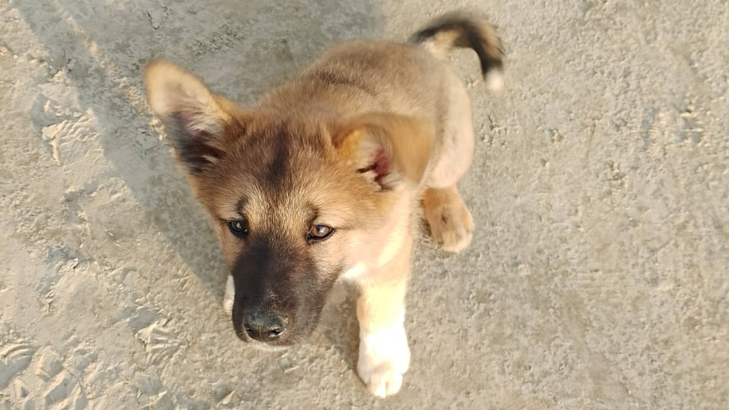 Стандофф "Гаф" смотреть онлайн