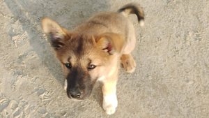 Стандофф "Гаф"