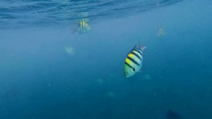 Мальдивы fihalhohi рыбки ч.8