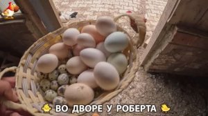 Содержание кур в домашних условиях и других птиц во дворе у Роберта 🐣🐤🦆🐔🪿🦃 (268)