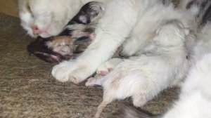 Принцесса уже с малышами.