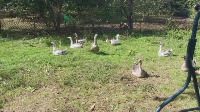Пришла осень, холодает, забой гуся, обзор шпарчана, работы в огороде.