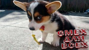 Приколы Милые и смешные собаки и песики ПРИКОЛЫ С ЖИВОТНЫМИ ДО СЛЕЗ Смешные СОБАКИ