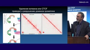 Киреев И.И. - Клеточная биология - 3. Структурная организация хроматина и митотических хромосом