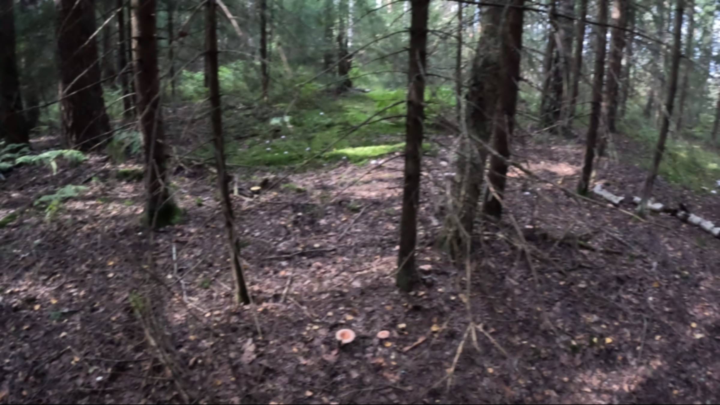 Обошел болото и нашел место, где любят расти грибы волнушки смотреть онлайн