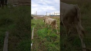 Строительство приюта для собак на ферме