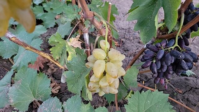 НОВИНКИ НА ПРИВИВКАХ 2025Г!!! (Второй участок). смотреть онлайн