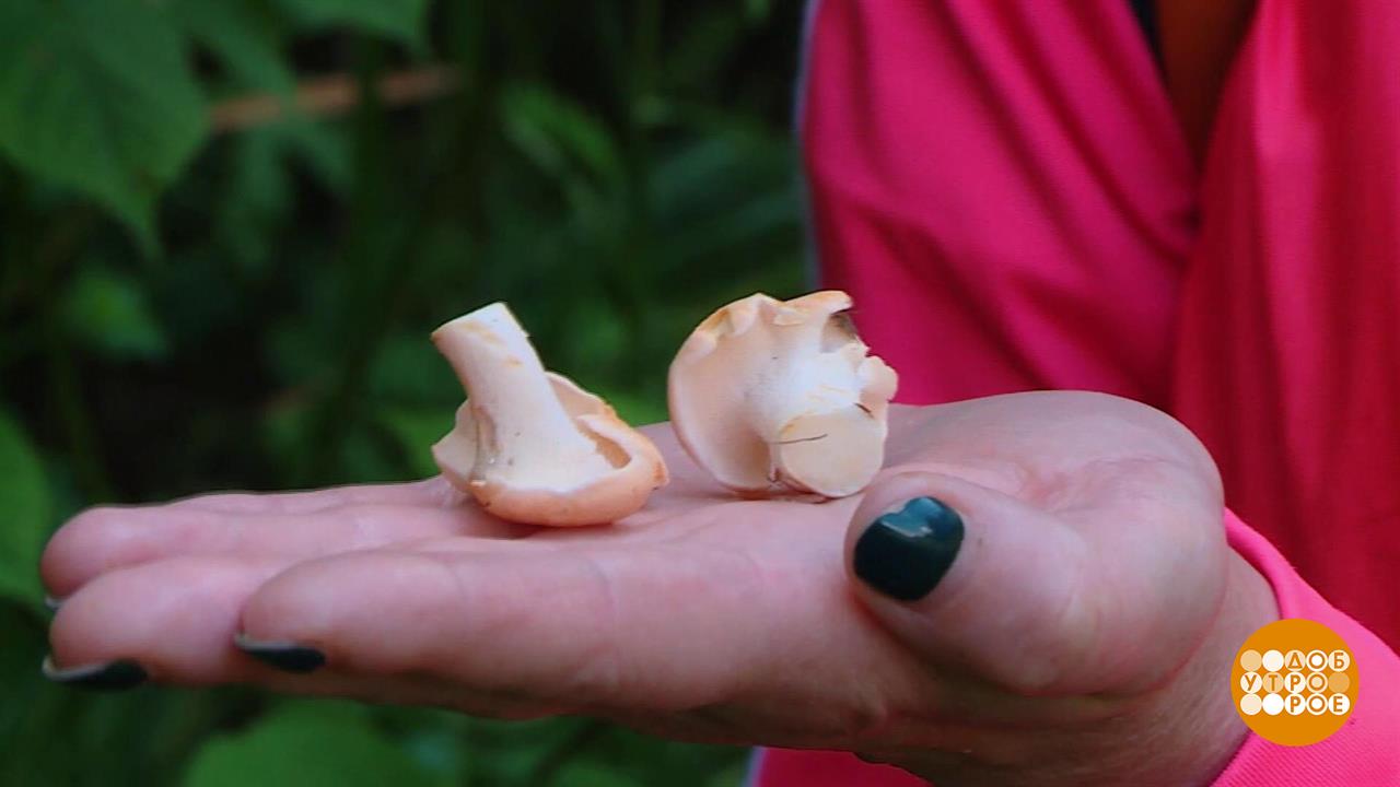 Ежовик - это вам не ежик! И не лисичка... Доброе утро. Суббота. Фрагмент выпуска от 27.09.2025