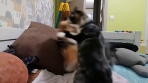 собака vs кот