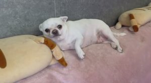 Большое спасибо за подарочки!