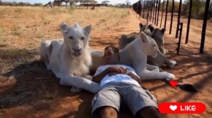 ОПАСНЫЕ ЖИВОТНЫЕ ✓ КОТОРЫЕ МОГУТ БЫТЬ ДРУЖЕЛЮБНЫМИ 🤯🐻👍🚀