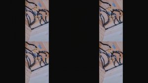 1000035626.mp4 (Собака наблюдает за устройством заземления в доме А-фрейм)