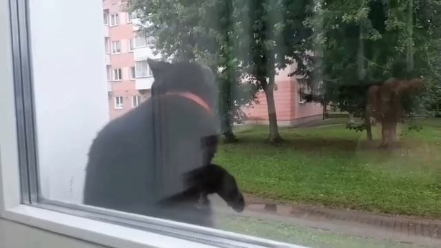 В Беларуси нашли танцующего кота.