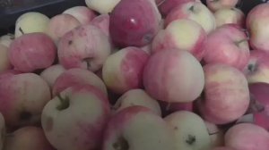 Пастила из яблок в дегидраторе