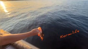 промо канала Korm-life