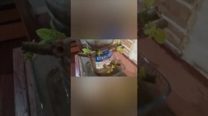 Крымская жизнь!Новый эксперимент.