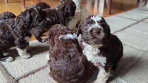 АльбертоРичи.mp4