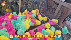 Цыплята и утята милые пушистики растут на радость хозяину (91)