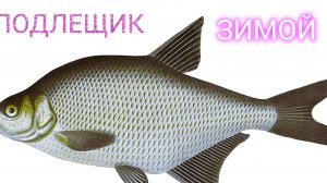 ПОДЛЕЩИК ЗИМОЙ.