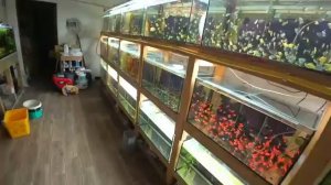 СКАЛЯРИЯ НАЧАЛА ЕСТЬ ИКРУ. ЛИЧИНКА С 25 ПАР ДАНИО. УБОРКА