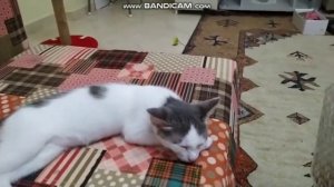 Где и как спит кошка?