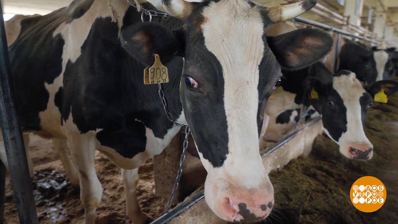 400 коров и один Никита Пименов. Доброе утро. Суббота. Фрагмент выпуска от 27.09.2025