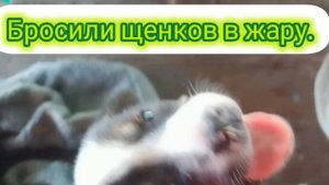 Брошенные щенки.