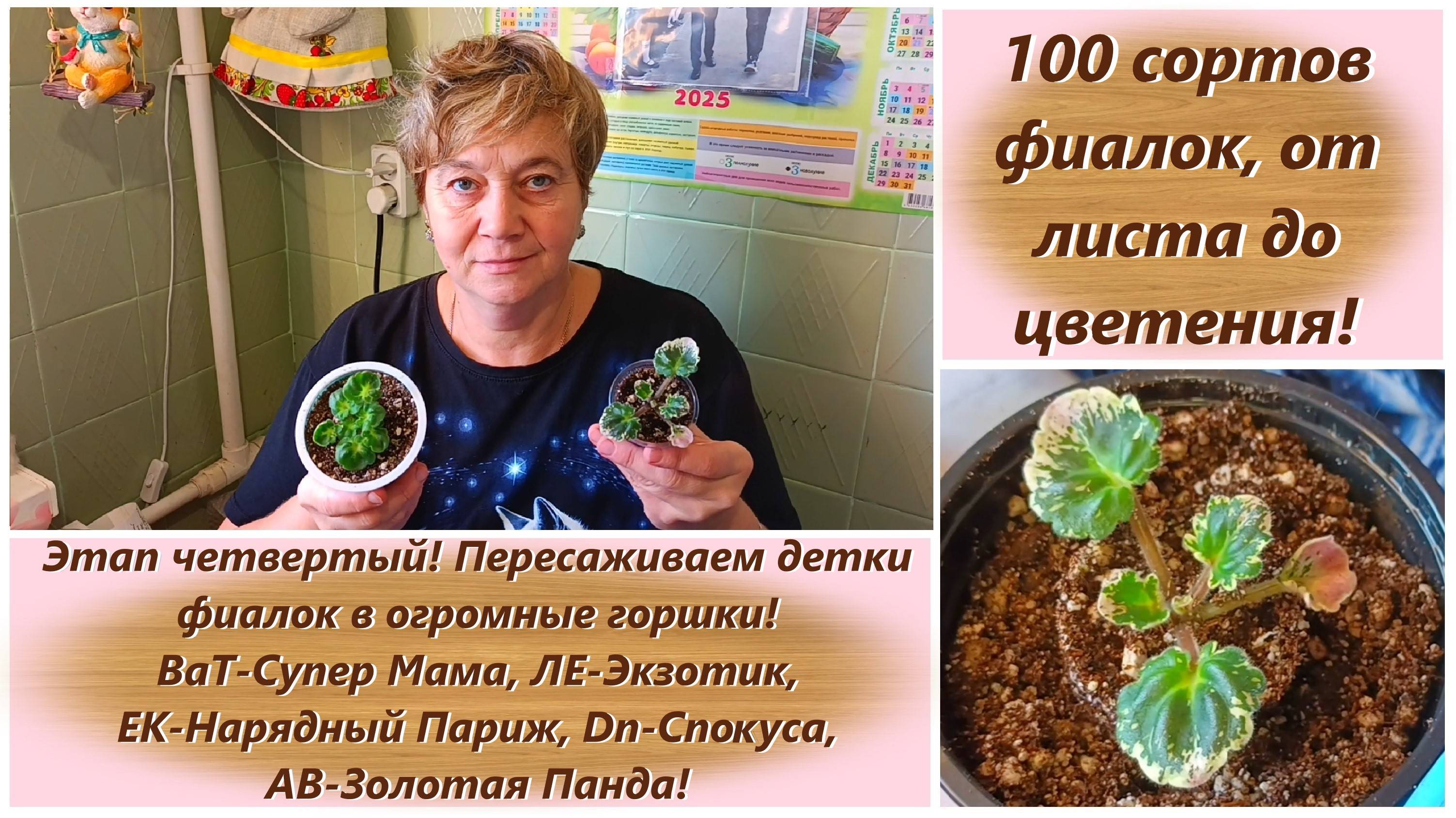 100 сортов фиалок, от листа до цветения! Этап четвертый! Пересаживаем детки фиалок в огромные горшки