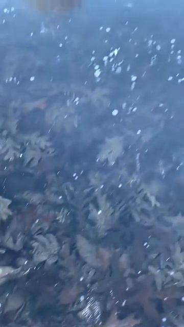 На кадрах под прозрачным льдом видны две каймановые черепахи в состоянии брумации. смотреть онлайн