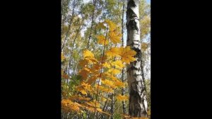 2й вариант. Прошла весна и вот уходит лето. Юрий Кручинин. Suno com.