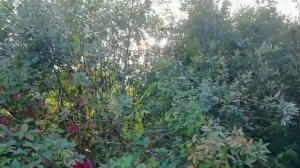 Сквозь деревья солнце, звёзды нам с тобой увидеть просто