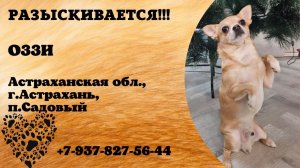Пропала собака! ОЗЗИ. Астраханская обл., г.Астрахань.