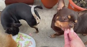 Небольшой перекусик на улице, погода нас еще радует.