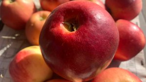 Яблоня Сансэ 2025