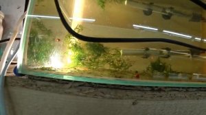 НА РАЗВОДНЕ