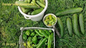 22.09.2025. Собрала последние огурцы . И вновь перечное переселение. А вдруг?