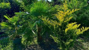 Осенний гардентур. Гранаты, Карпы, Пальмы. Про самую современную фильтрацию декоративных прудов.